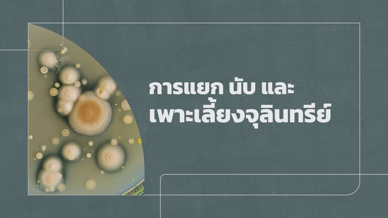 การแยก นับ และเพาะเลี้ยงจุลินทรีย์ | Isolation, Counting, and Culturing of Microorganisms SRU012