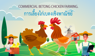 การเลี้ยงไก่เบตงเชิงพาณิชย์ | Commercial Betong Chicken farming. YRU003